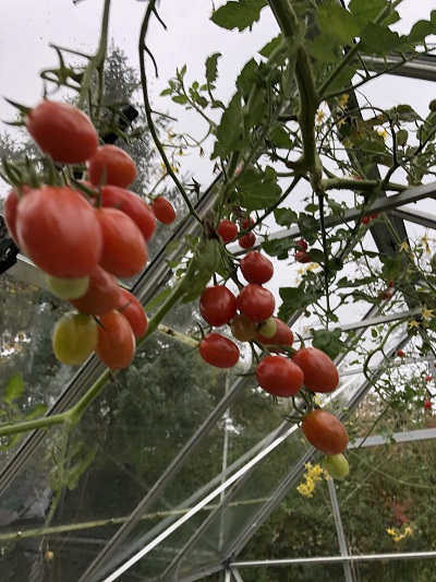 Sene tomater